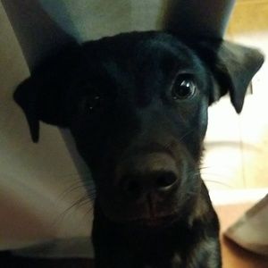 Meet your Posher, Dustin